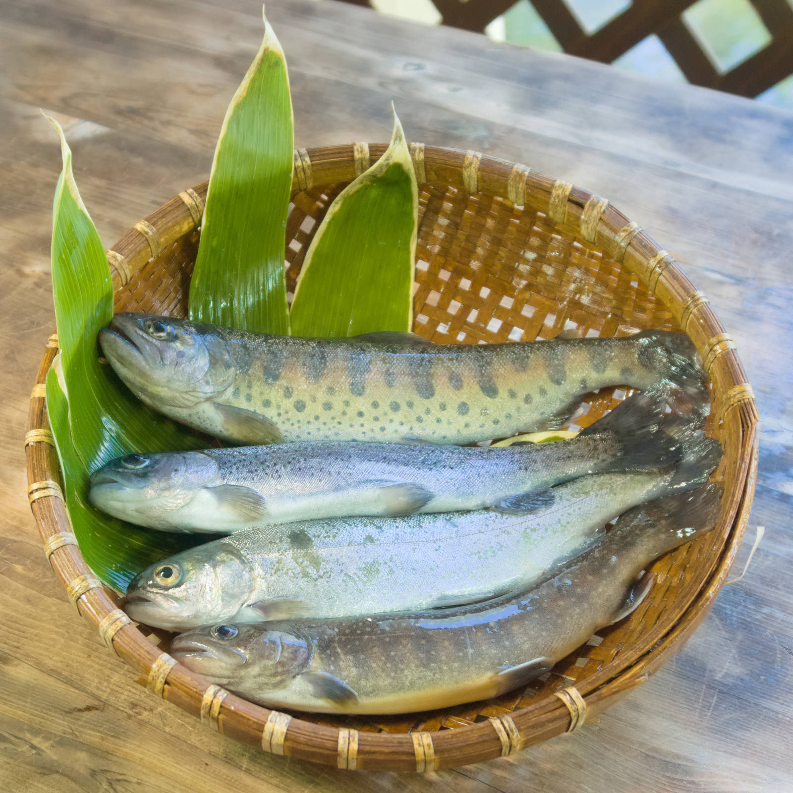 釣り堀：清流のお魚 上からヤマメ・ニジマス・ホウライマス・イワナ